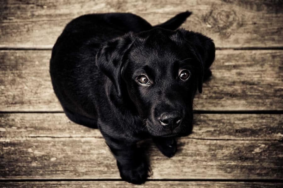 Black dog resting beside a wooden floor